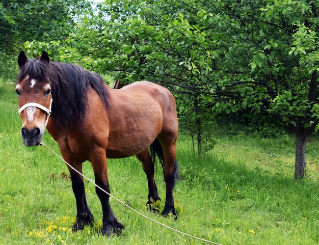 a horse in a green meadow beneath a tree