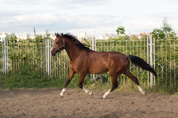 Cavallo hanoverian di colore rosso marrone con striscia bianca