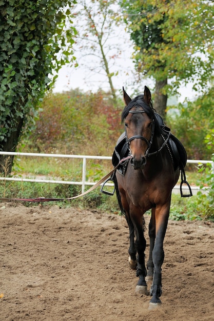 Horse harness rides on the racetrack .