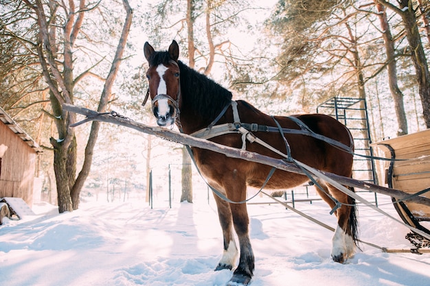 A horse in a harness in the sunlight on the snow