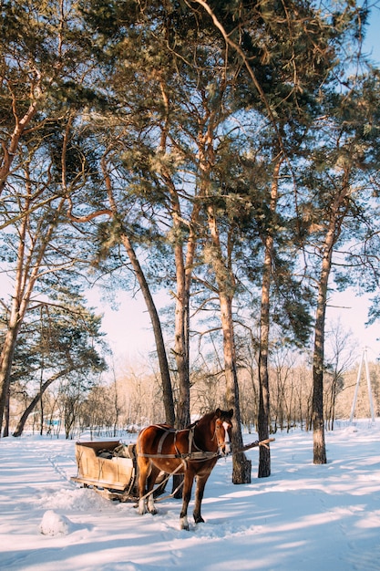 A horse in a harness in the sunlight on the snow