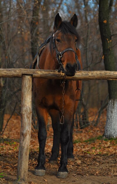 The horse in harness worth Outdoors