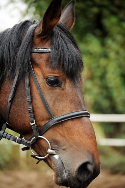 Ritratto di testa di cavallo in imbracatura da vicino