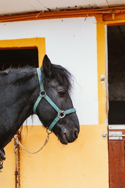 Testa di cavallo nella stalla