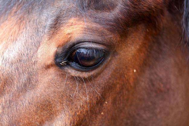 目にディテールのある馬の頭