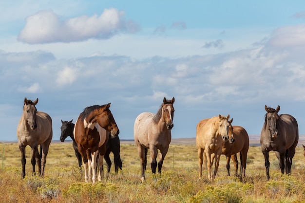 Photo horse herd run on pasture in chile, south america