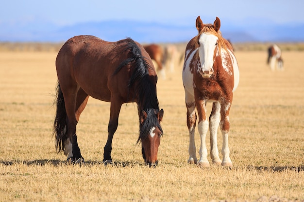 Photo horse herd on western ranch