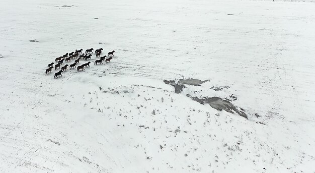 horse herd in winter field top view