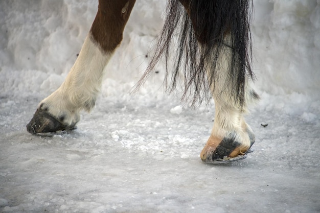 Photo horse hoof on snow detail