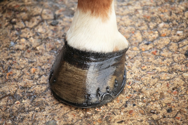 Horse hoof