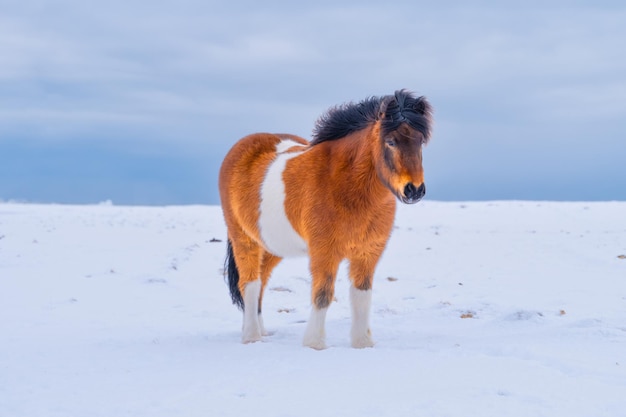 アイスランドの馬 野生の馬 アイスランドのウェストフィヨルドの馬 野生動物とのコンポジション 旅行のイメージ 冬のアイスランド