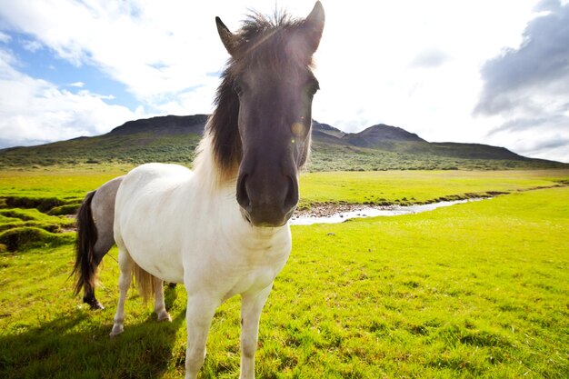 アイスランドの馬