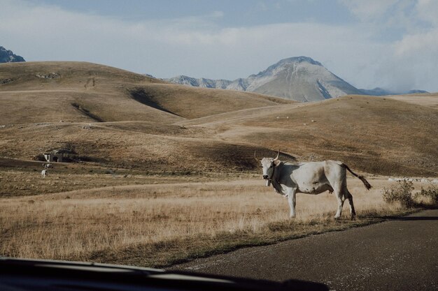Фото Лошадь в машине.