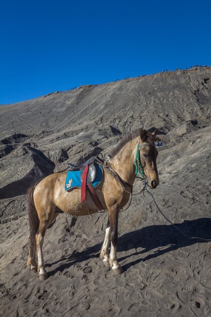 写真 砂漠の馬