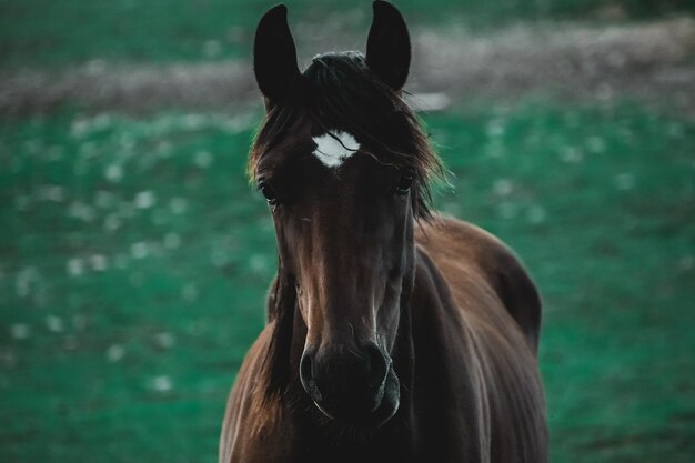 Фото Лошадь в поле