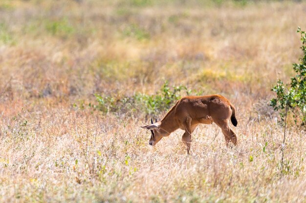 写真 野原の馬