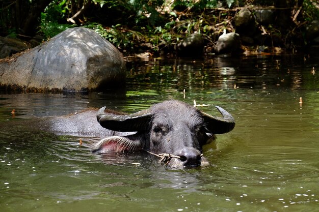 写真 湖の中の馬