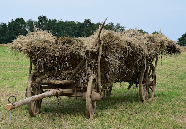 写真 田舎の馬