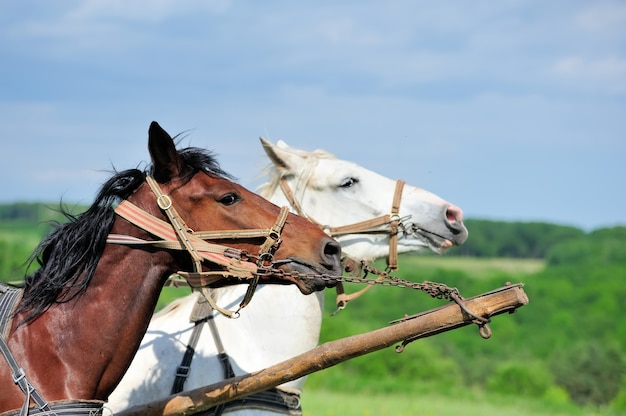 写真 フィールドの馬