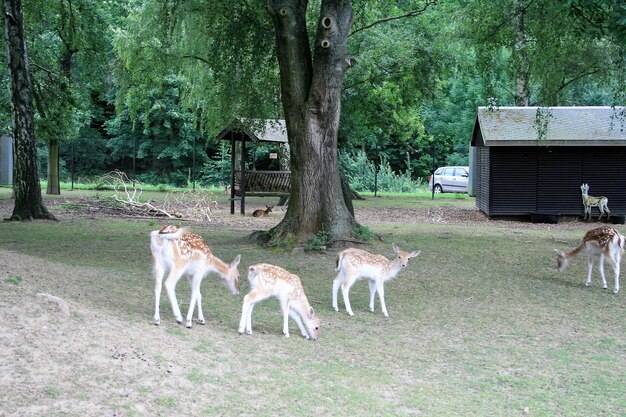 写真 森の馬