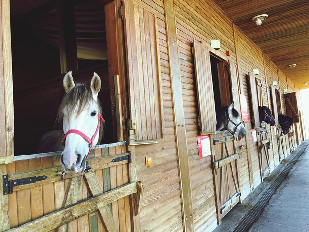 写真 馬舎にいる馬