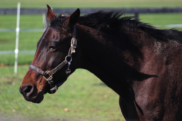 写真 野原の馬