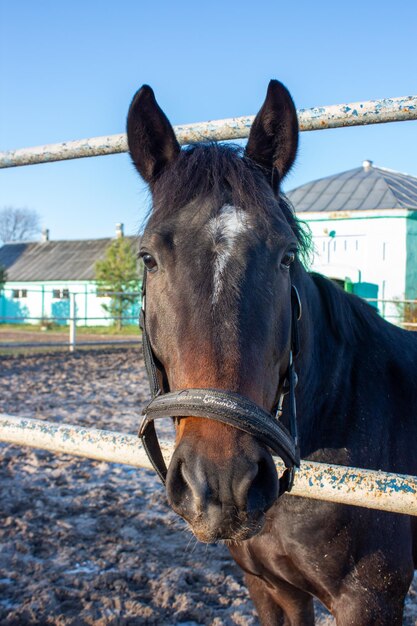 写真 飼育場にいる馬