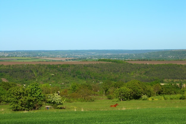 a horse is in a field with a sky background