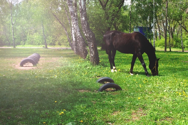 사진 말은 풀밭에 풀을 뜯는다 검은 말은 풀을 뜯는다