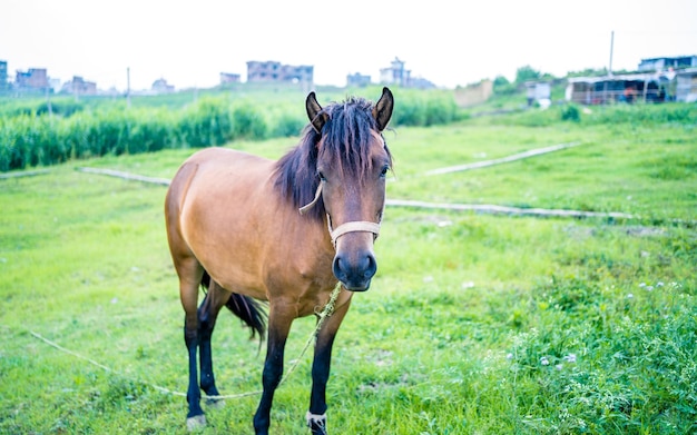 The Horse is grazing greenery grassland during monsoon season at Kathmandu Nepal