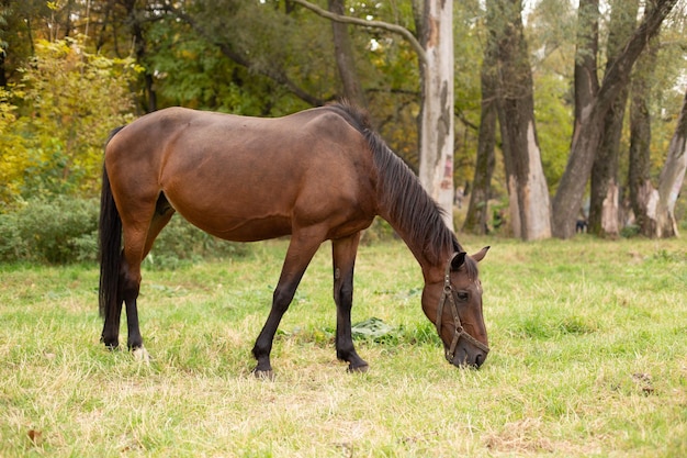 The horse is grazing in the meadow