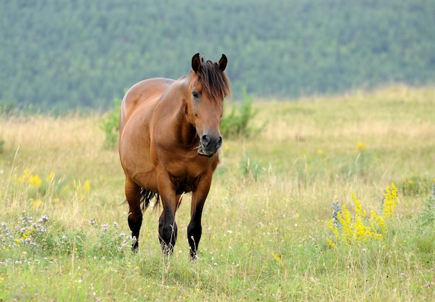 The horse is grazing in the pasture