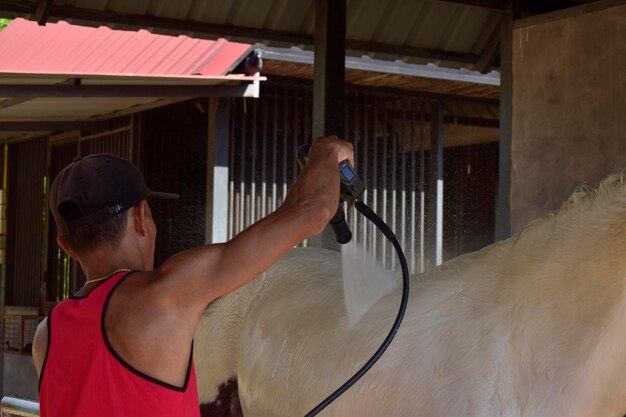 馬は馬舎にいる 人々が風呂を浴びている 2023年3月3日にタイのレイヨンで撮影された