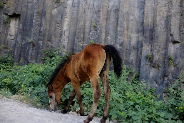 Photo a horse is standing by a wall