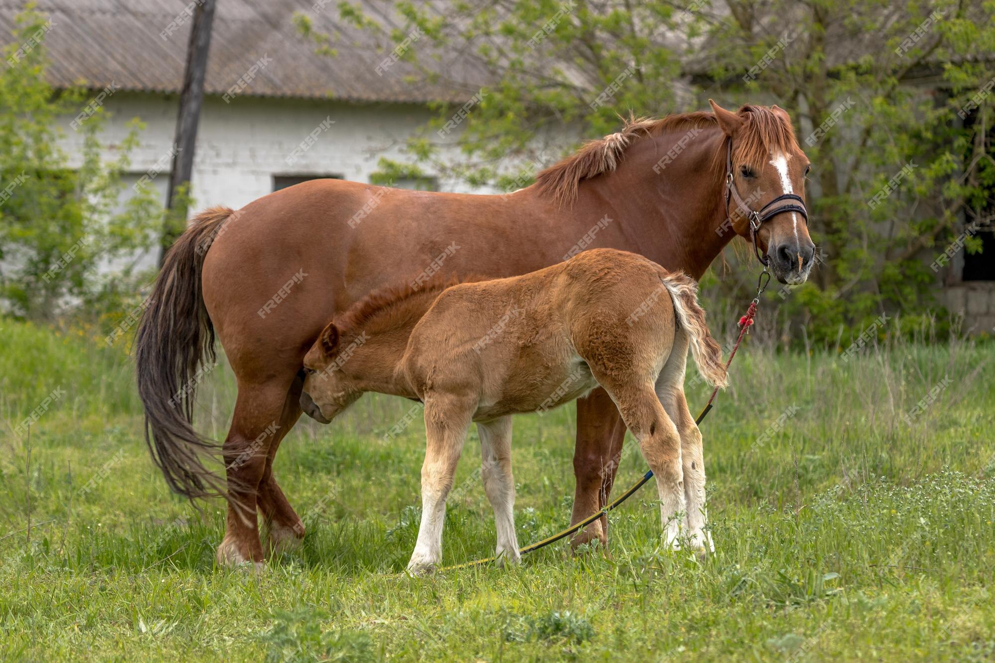 Download A Little Pony In A Field With A Box