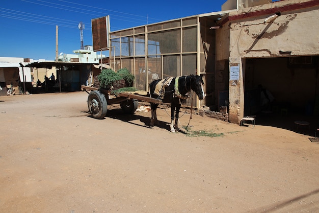 The horse in Karma, Sudan, Africa