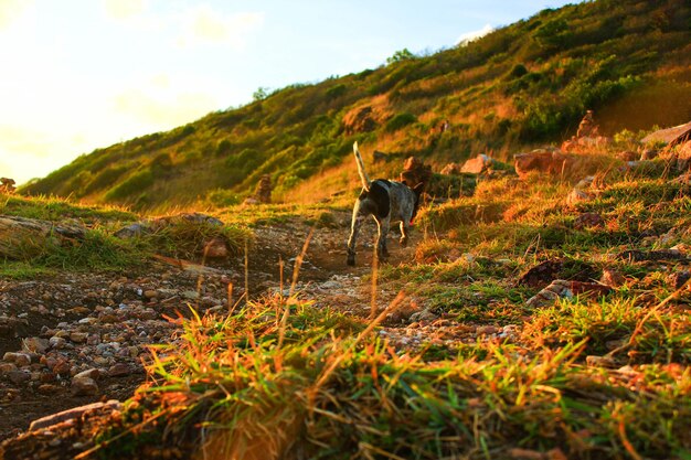 Foto cavallo sul paesaggio contro il cielo