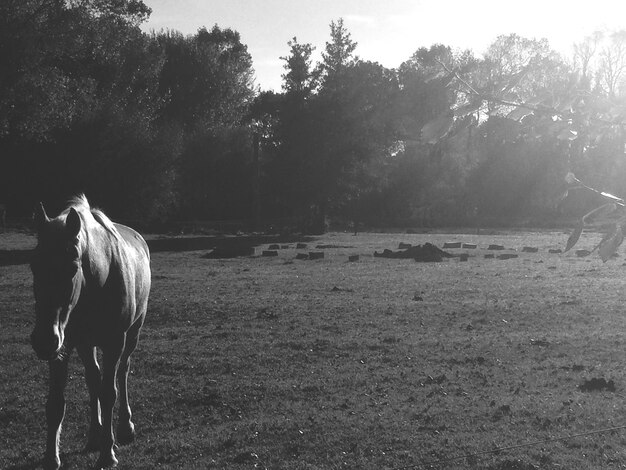 Photo horse on landscape against trees