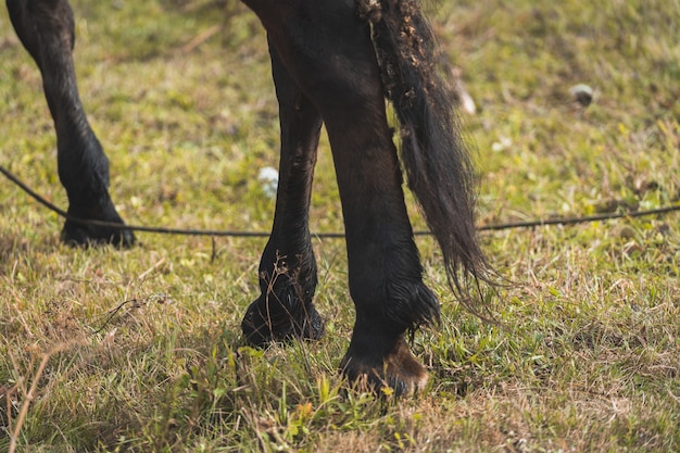 Foto primo piano delle gambe del cavallo. foto di alta qualità