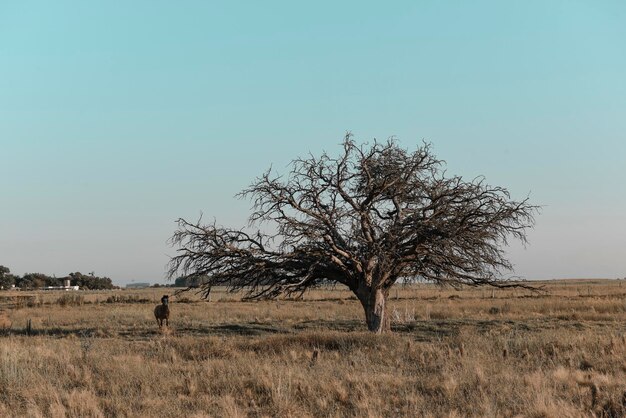 Photo horse and lonely tree in pampas landscape