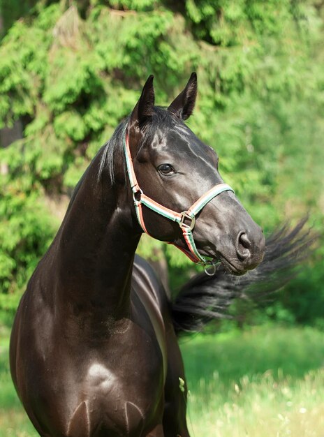 Photo horse looking away while standing against trees