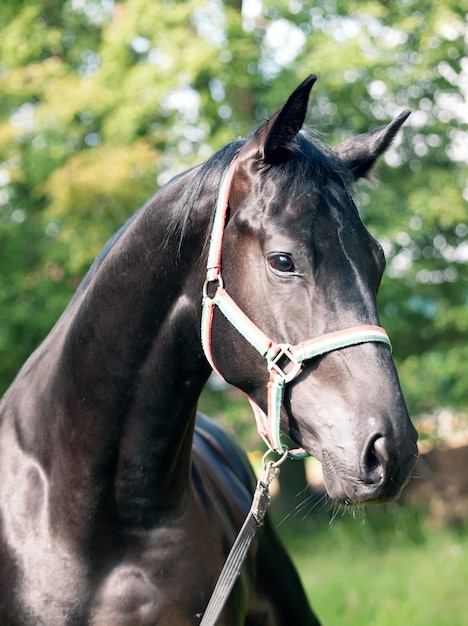 horse looking away while standing against trees
