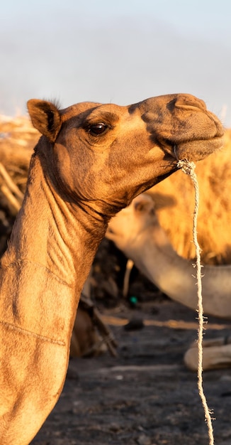 写真 馬が目をそらしている