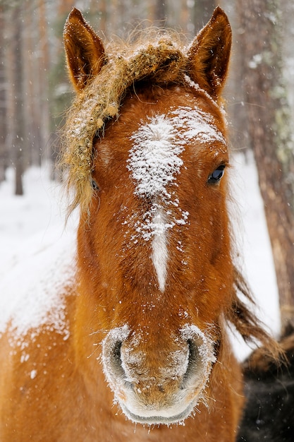 Foto cavallo guardando la telecamera