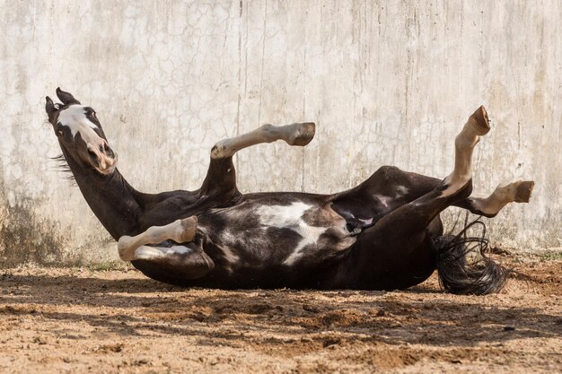 Photo horse lying on field