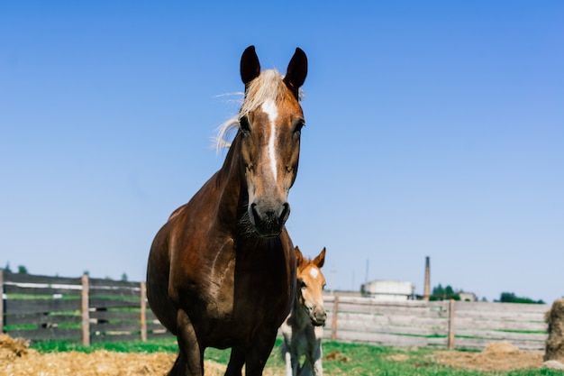 Horse mare and her very small foal on a farm