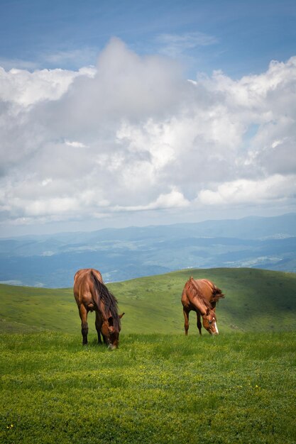 horse in the meadow in the mountains