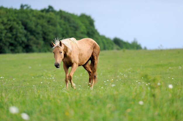 Horse in meadow. Summer day