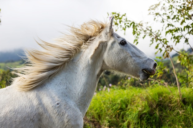 Cavallo sul prato in estate