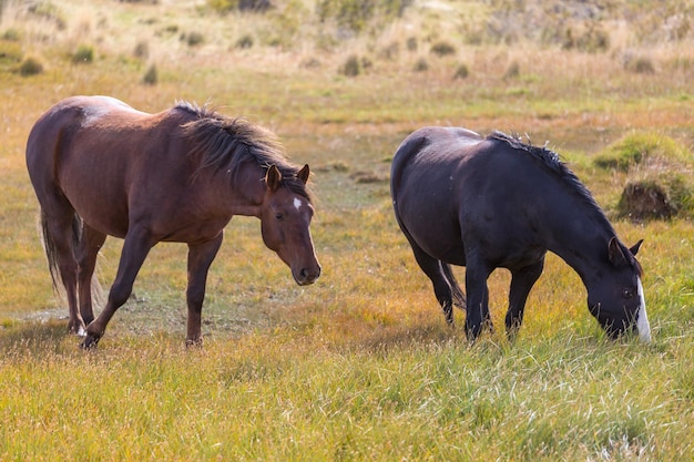 Horse on meadow